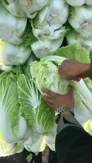 洮南市黄心大白菜