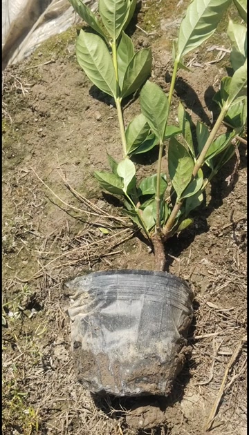 江西水枙子杯苗(阿里山一号)