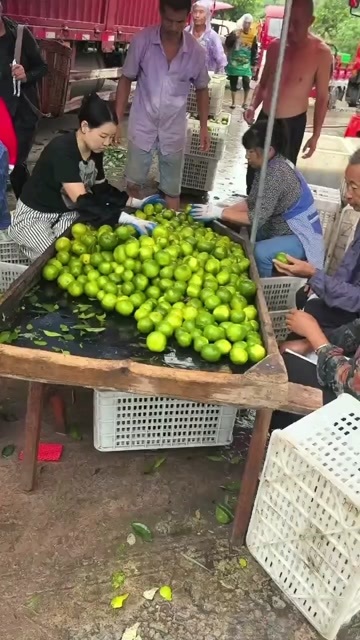 资阳特早密橘