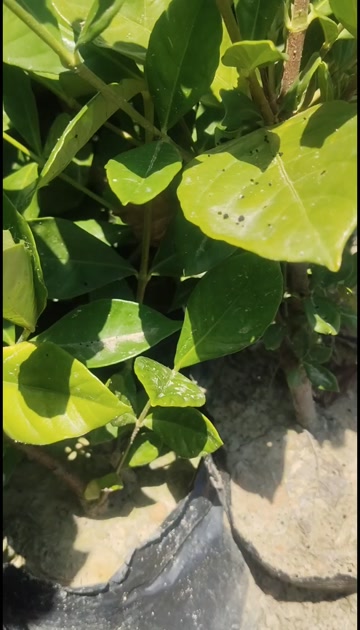 江西水枙子杯苗(阿里山一号)