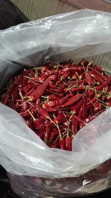 金沙县火石地 干辣椒