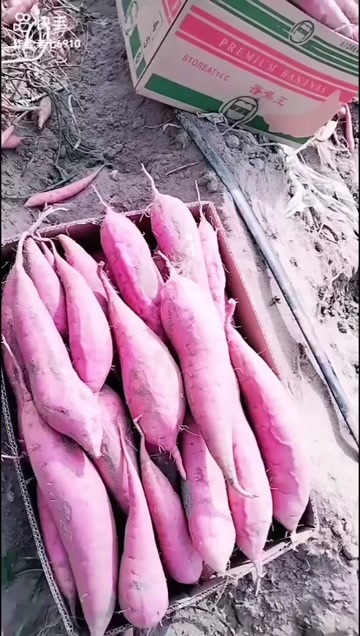 新乐市红薯烟薯产地，大量现货，品质优良，需要的老板可以看主页