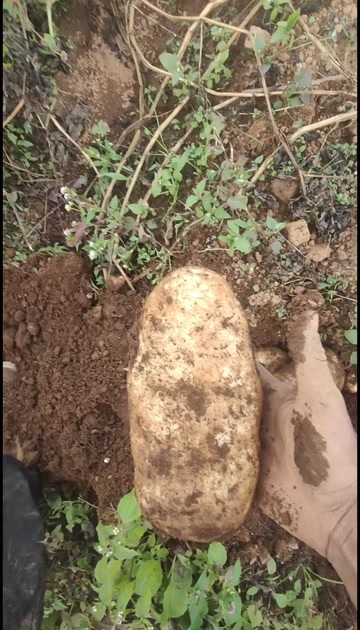 丽江丽薯6号土豆 云南丽江产地直发