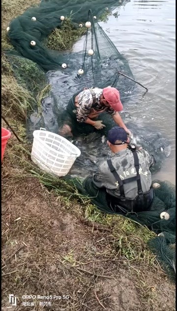 奥尼罗非鱼