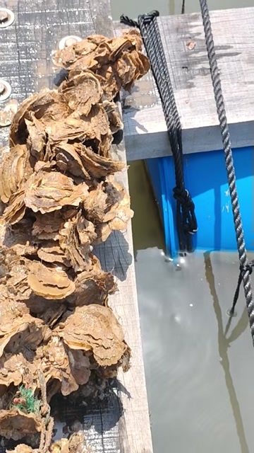 浙江乐清湾 电白牡蛎 新鲜贝类 水产生蚝 温岭发货