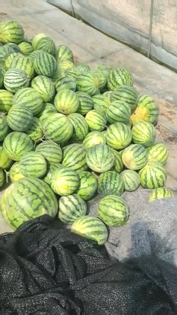 蔚县麒麟西瓜
