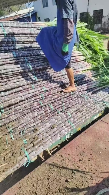 广西黑皮甘庶，颜色好，节巴均匀，甜度够，