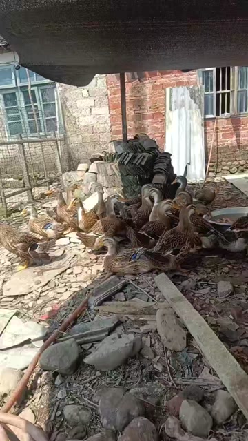 父母自养麻鸭
