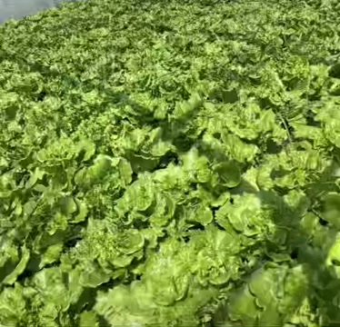 精品生菜大量上市原产地