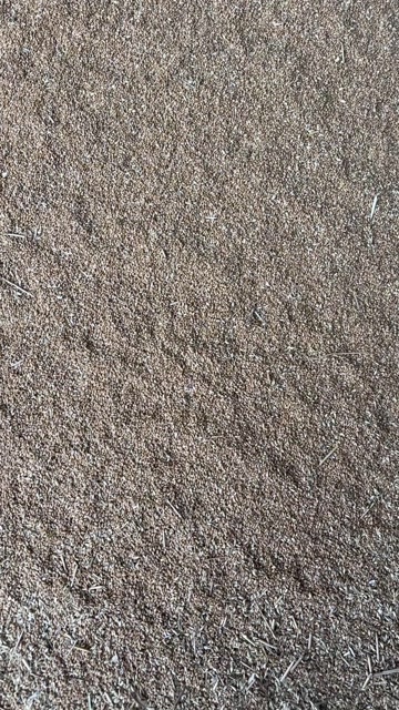 陕西西安临潼普麦产地直供