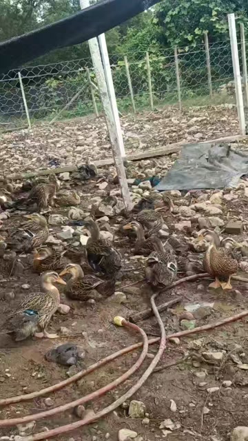 父母自养麻鸭