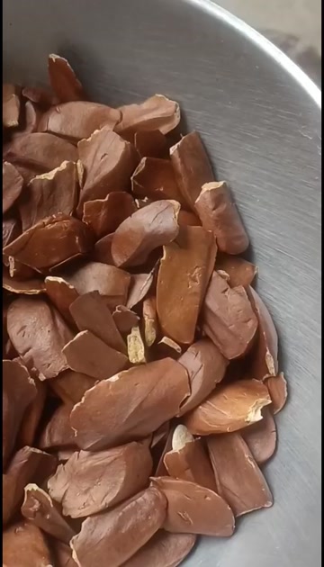 云南昆明向天果果实籽仁向天果