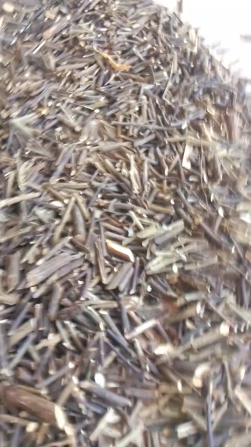 云南羊耳菊白面风毛将军枝条切段干货