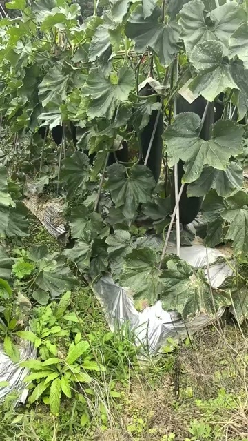 邵武市吊冬瓜