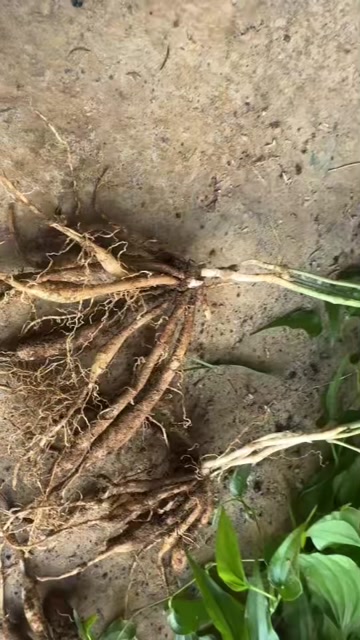 百部苗 药材种苗 江西吉安安福县发货品质保证，假一赔十，基地