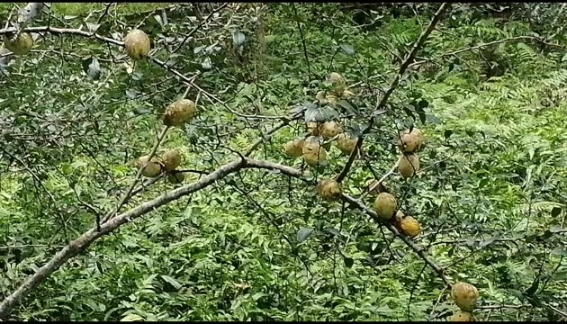 芒市生态酸木瓜