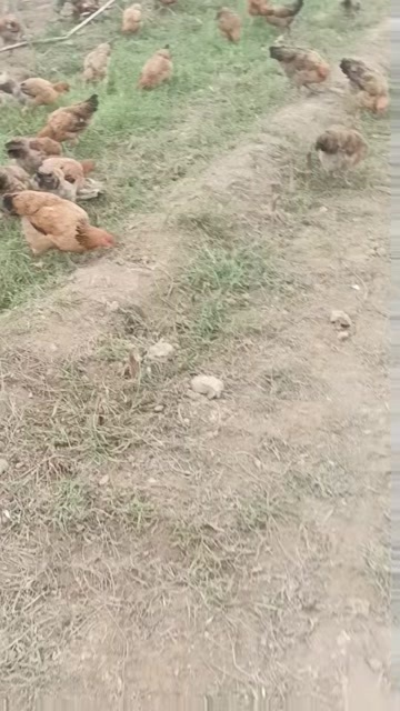 散养土鸡