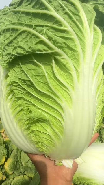 黄心大白菜