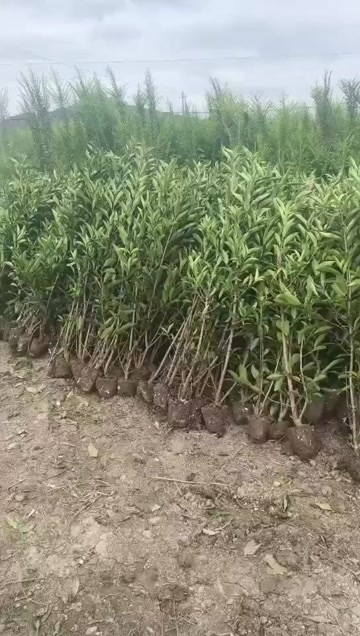 精品法国冬青