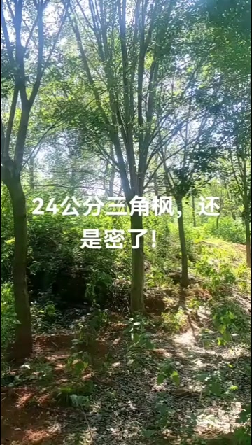 三角枫