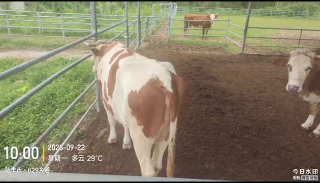 西门塔尔母牛，肉牛