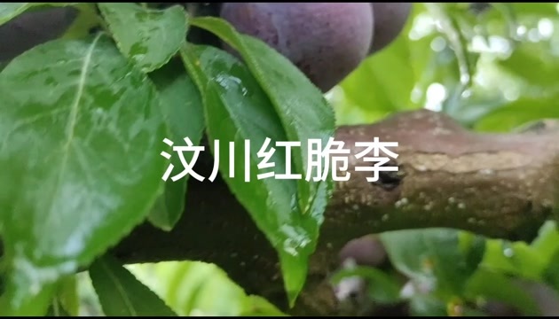 汶川红脆李