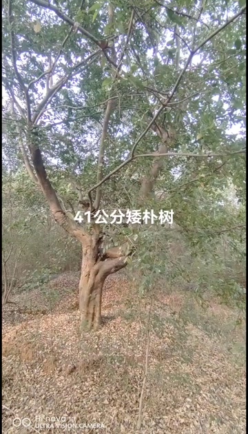 异形朴树30一38公分