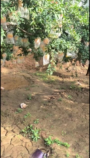 西安白玉籽