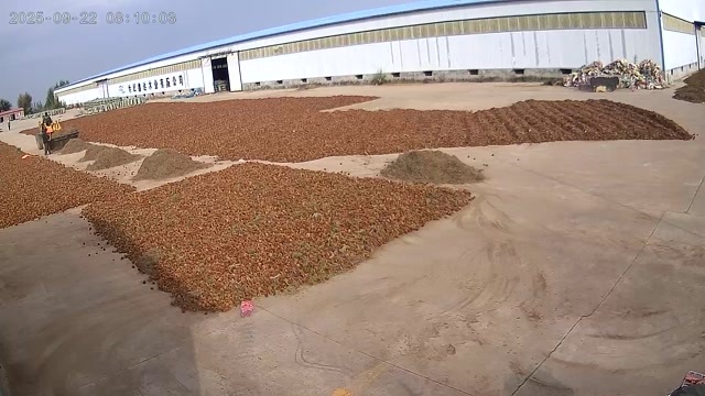 建平县油松干松塔，一手货源