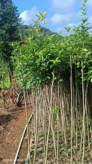 桂花袋苗桂花苗