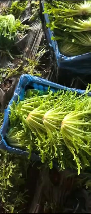 新民市精品苦菊，发车，正在装菜中。。欢迎订购