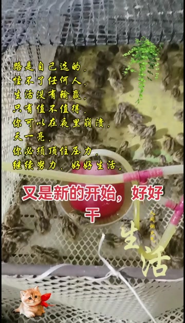 河南绿色新鲜鹌鹑蛋产地直供