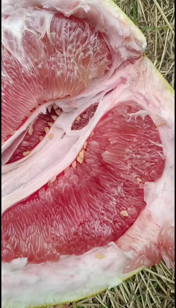 蜜柚