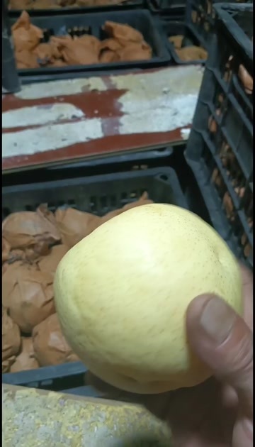 黄冠梨