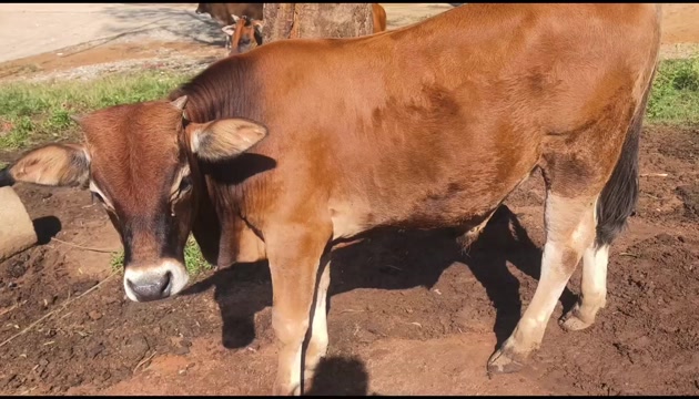 土黄牛，放羊山地牛，母子套牛，价格合适洽谈