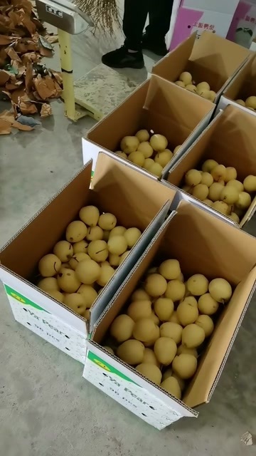 赵县鸭梨