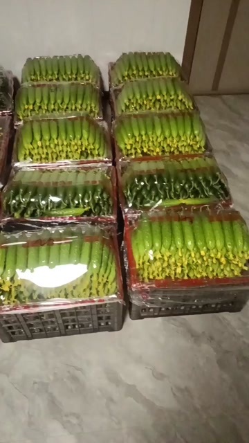 绥中县旱黄瓜