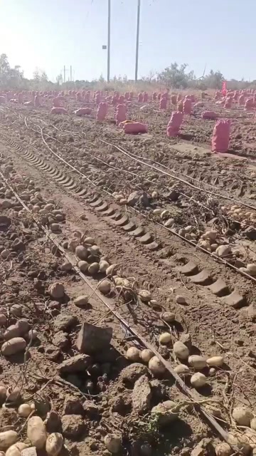 黄心土豆 河北张家口张北县产地直发实验一沃土