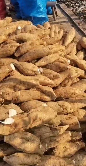 广西桂林粉葛根茎蔬菜产地直发