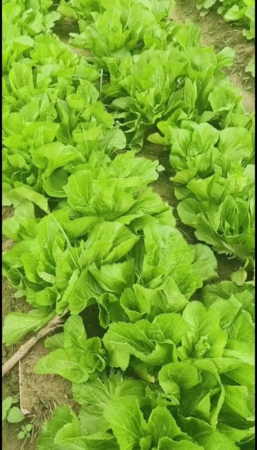 全南县芥菜