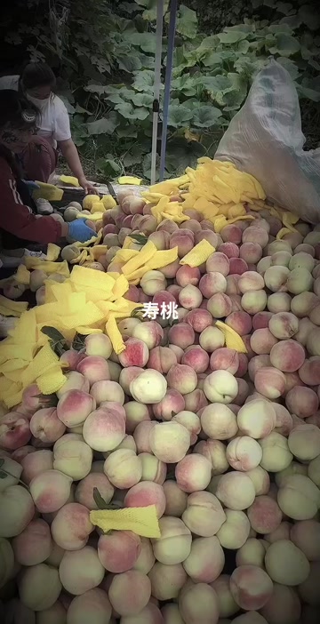 中华寿桃
