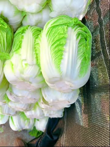 黄心大白菜