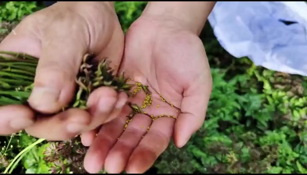 夏禹林川黄连鸡爪连种子基地直销包邮到家
