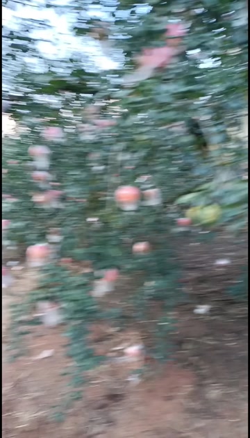 石榴园现场