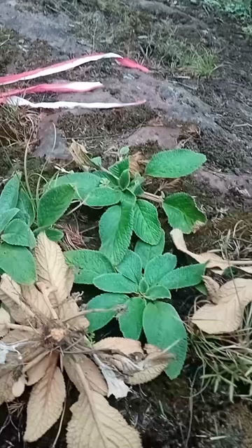 石上莲