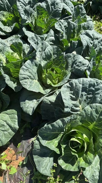 永善县有喜欢的老板看过来