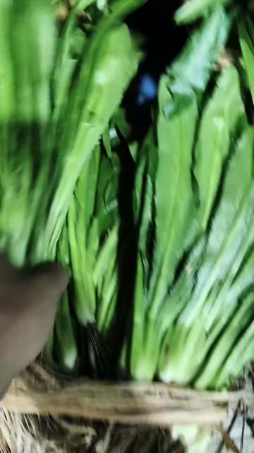 大香菜，泰国香菜全国各地发货