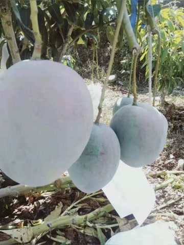 芒果