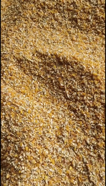 养殖碎玉米鸡鸭鹅猪牛羊养殖