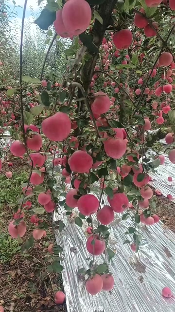 云南昭通2001苹果大量上市又脆又甜鲜肉多汁